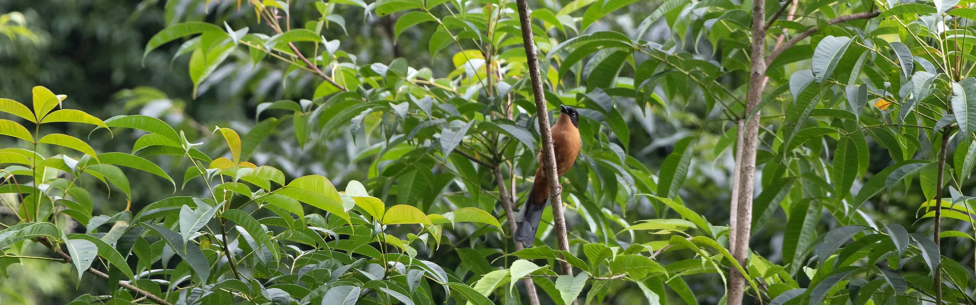 Friends of Bird