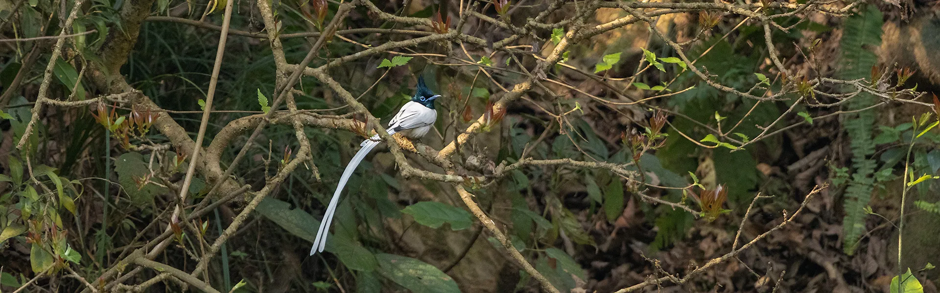 Friends of Bird