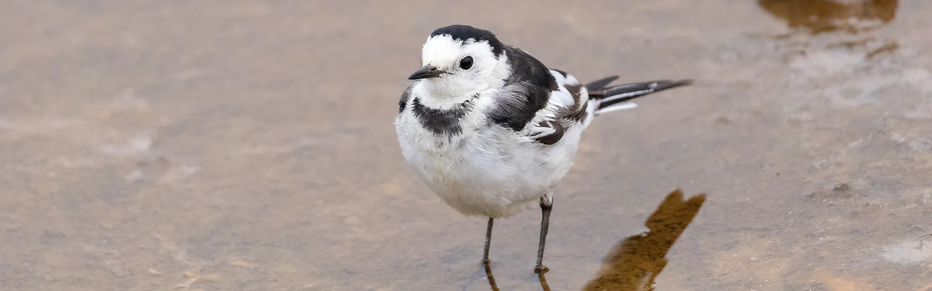 Friends of Bird