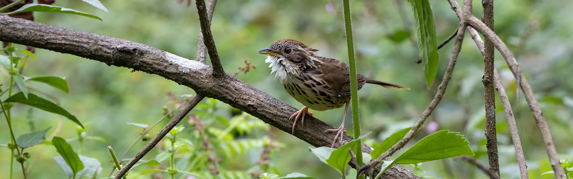 Friends of Bird