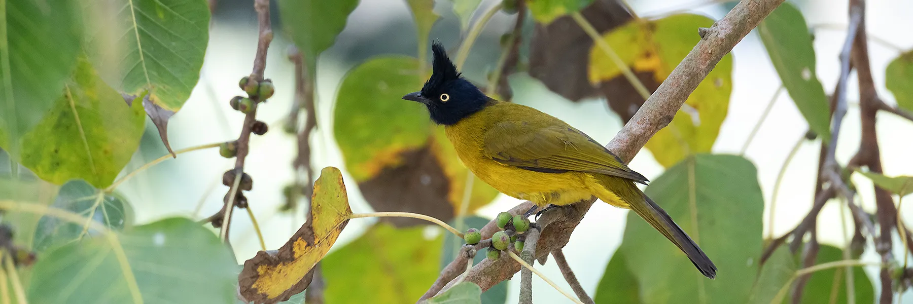 Friends of Bird