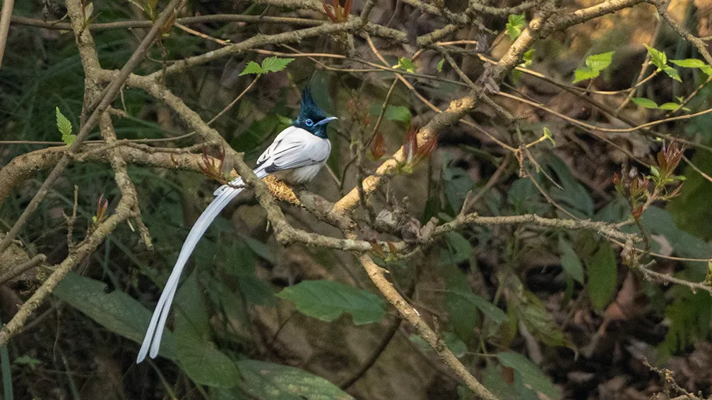 Paradise flycatcher (test Article)
