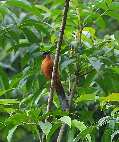 Friends of Bird