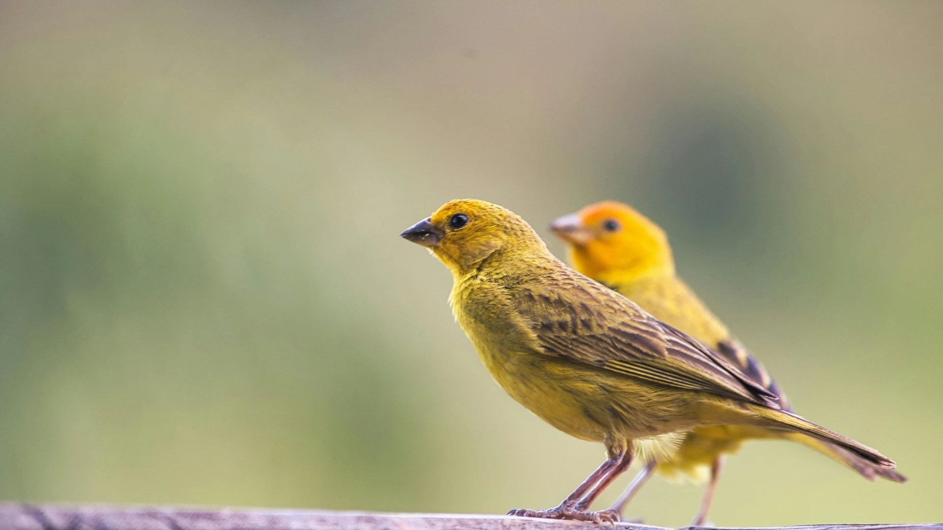 Friends of Bird