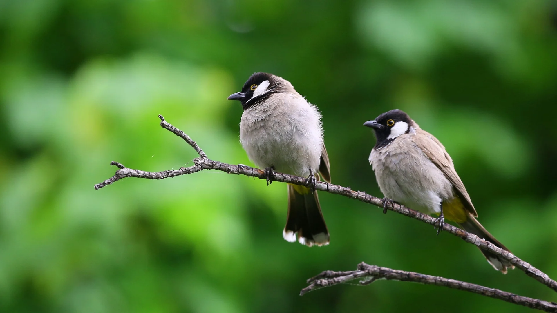 Friends of Bird