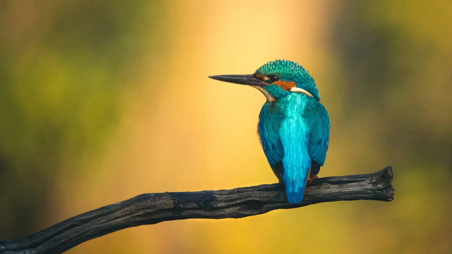 Friends of Bird