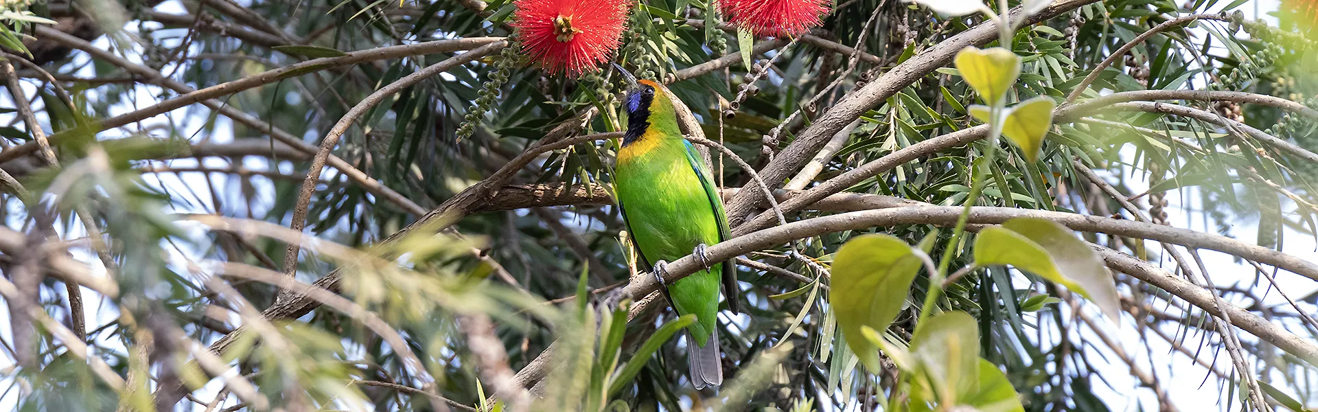 Friends of Bird